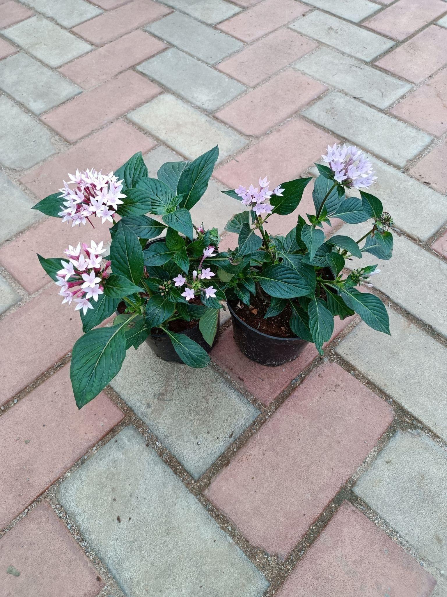 Set of 2 - Pentas (Pink & Purple) in 4 Inch Plastic Pot