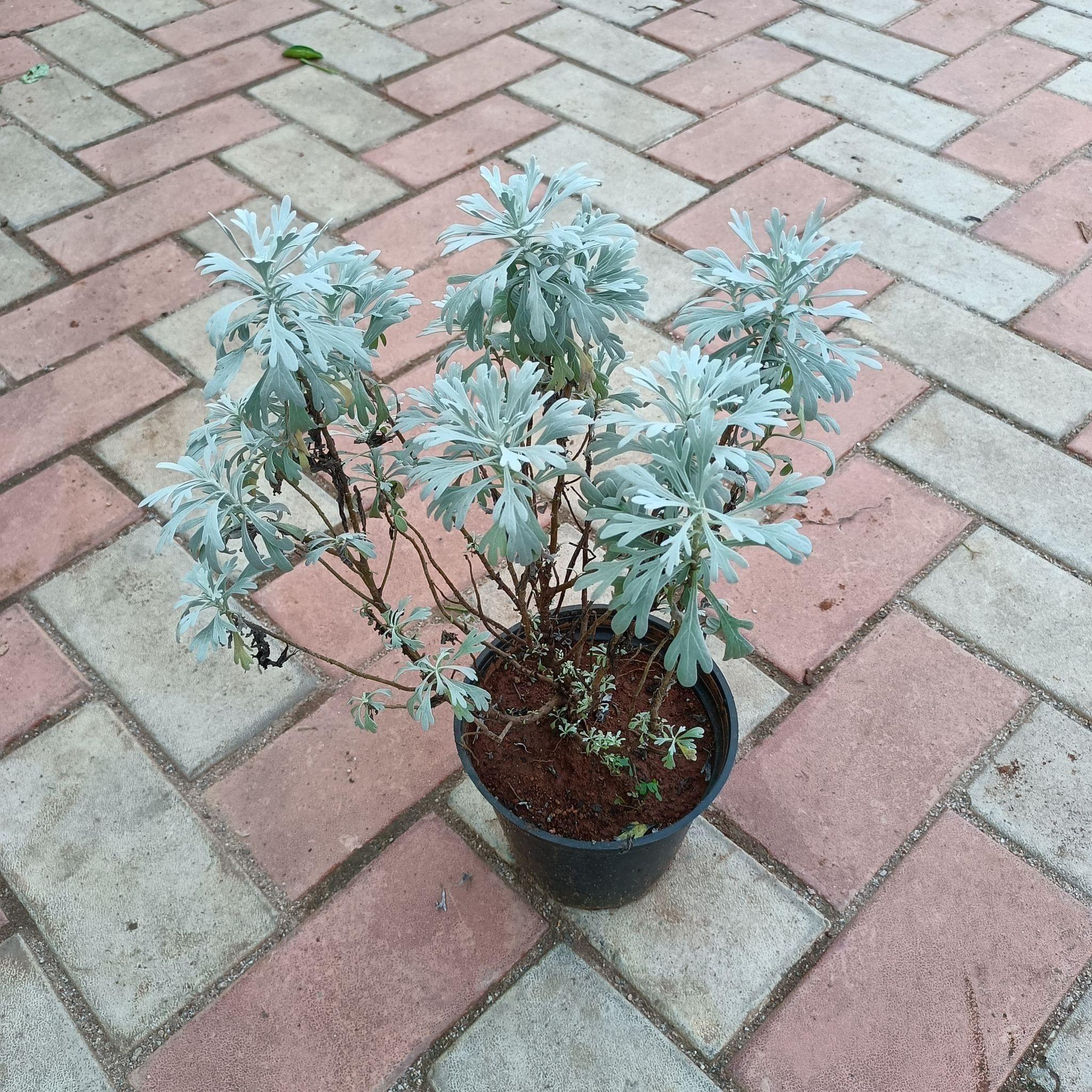 Lavender in 6 Inch Plastic Pot