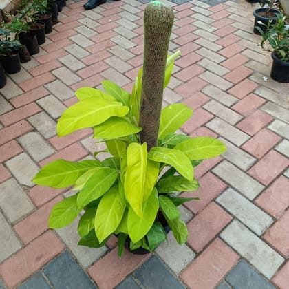 Philodendron Golden with 3 ft Moss Stick in 10 Inch Plastic Pot