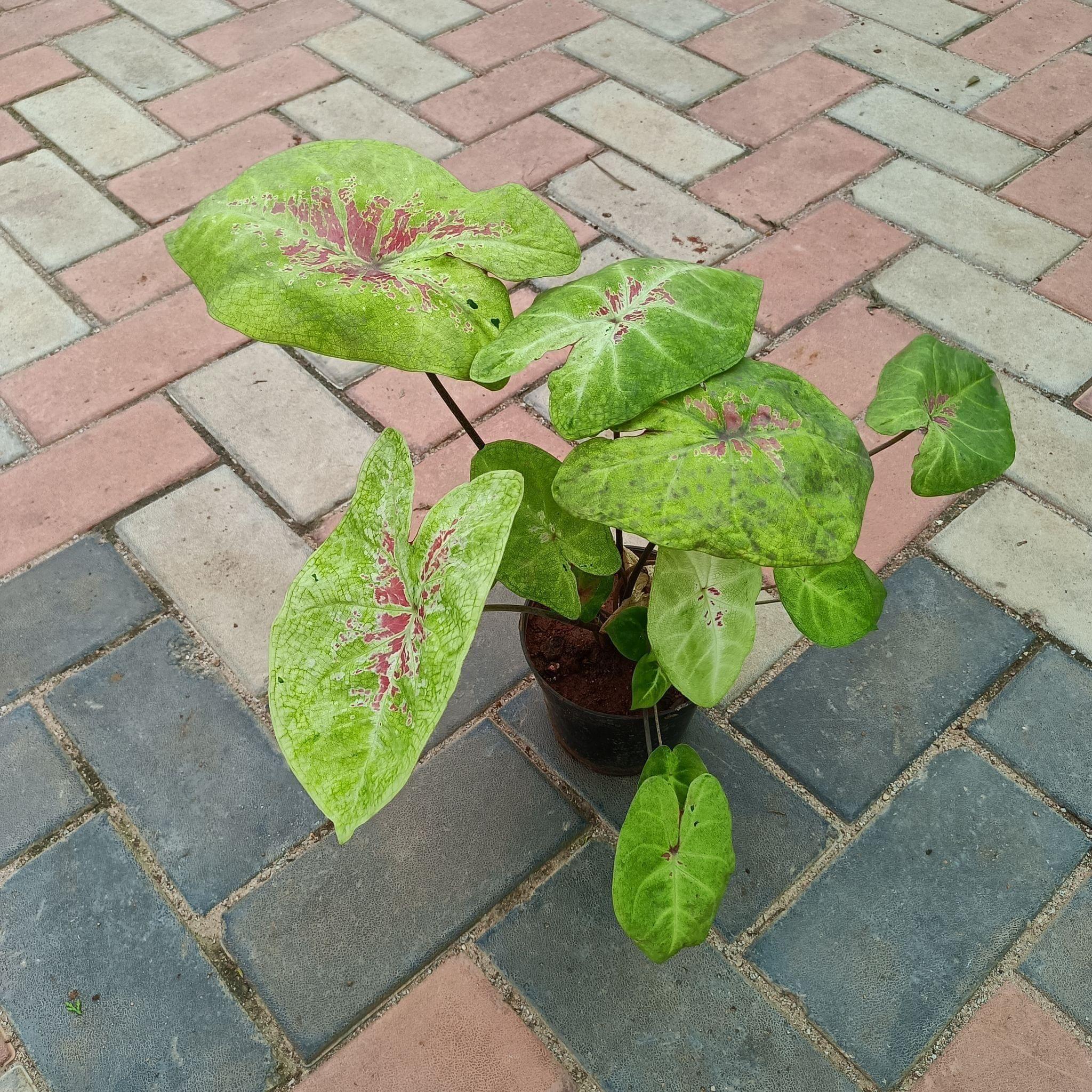 Caladium White in 5 Inch Plastic Pot