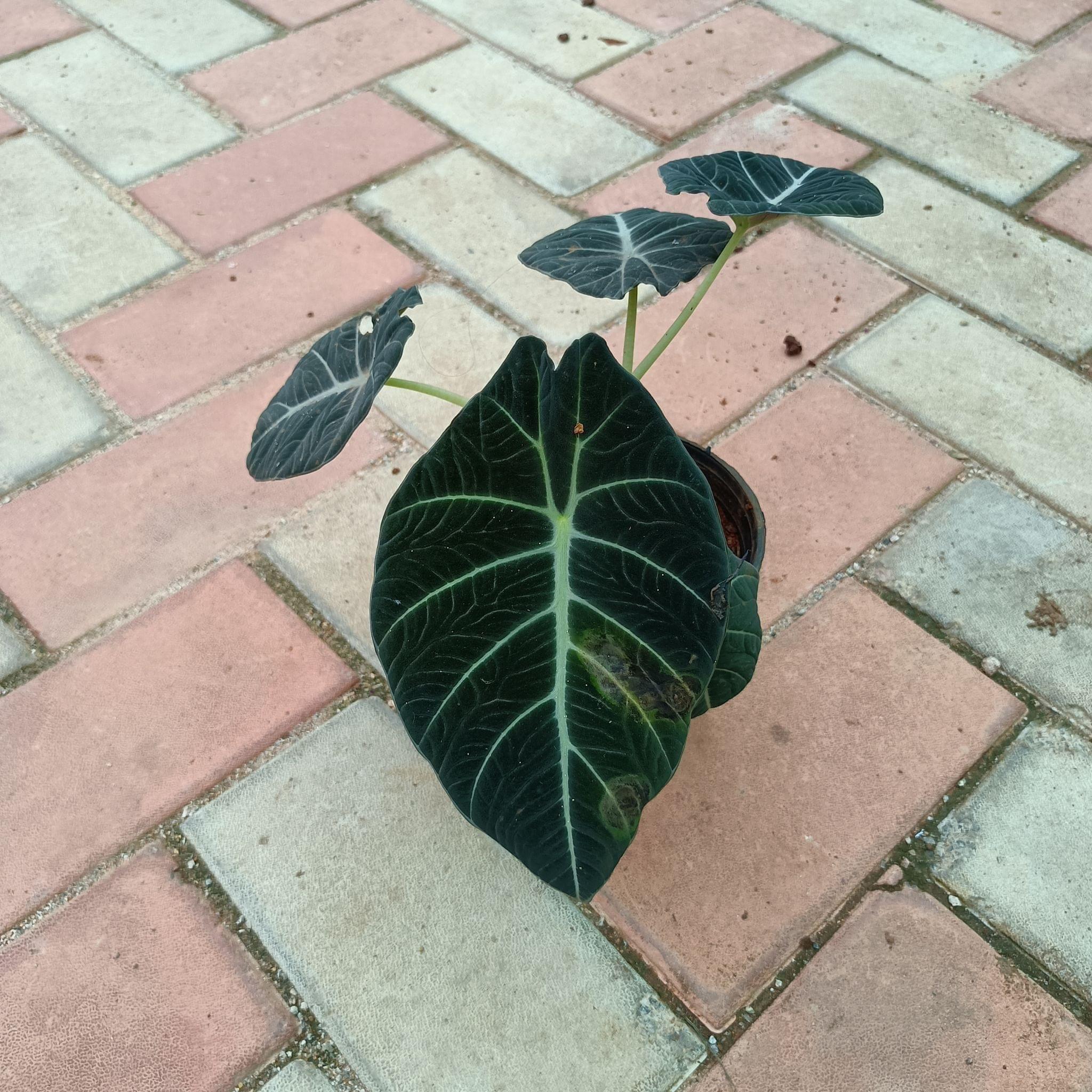 Alocasia Black Velvet in 6 Inch Plastic Pot