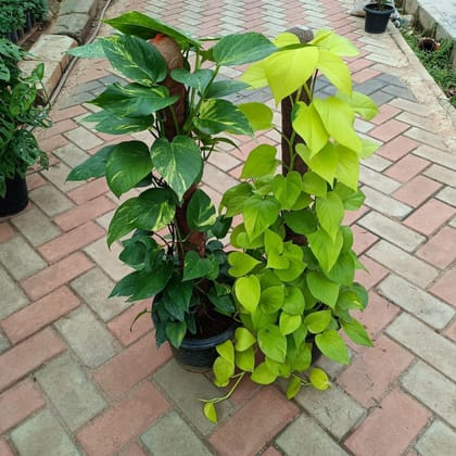 Set of 2 - (Money Plant Green & Golden) with 3 ft Moss Stick in 10 Inch Plastic Pot