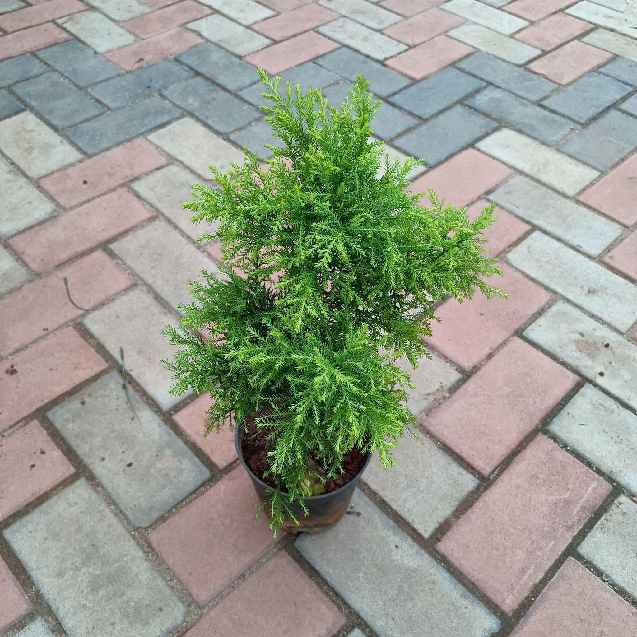 Golden Cypress in 6 Inch Plastic Pot