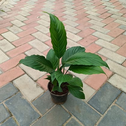 Peace Lily (any colour) in 4 Inch Plastic Pot