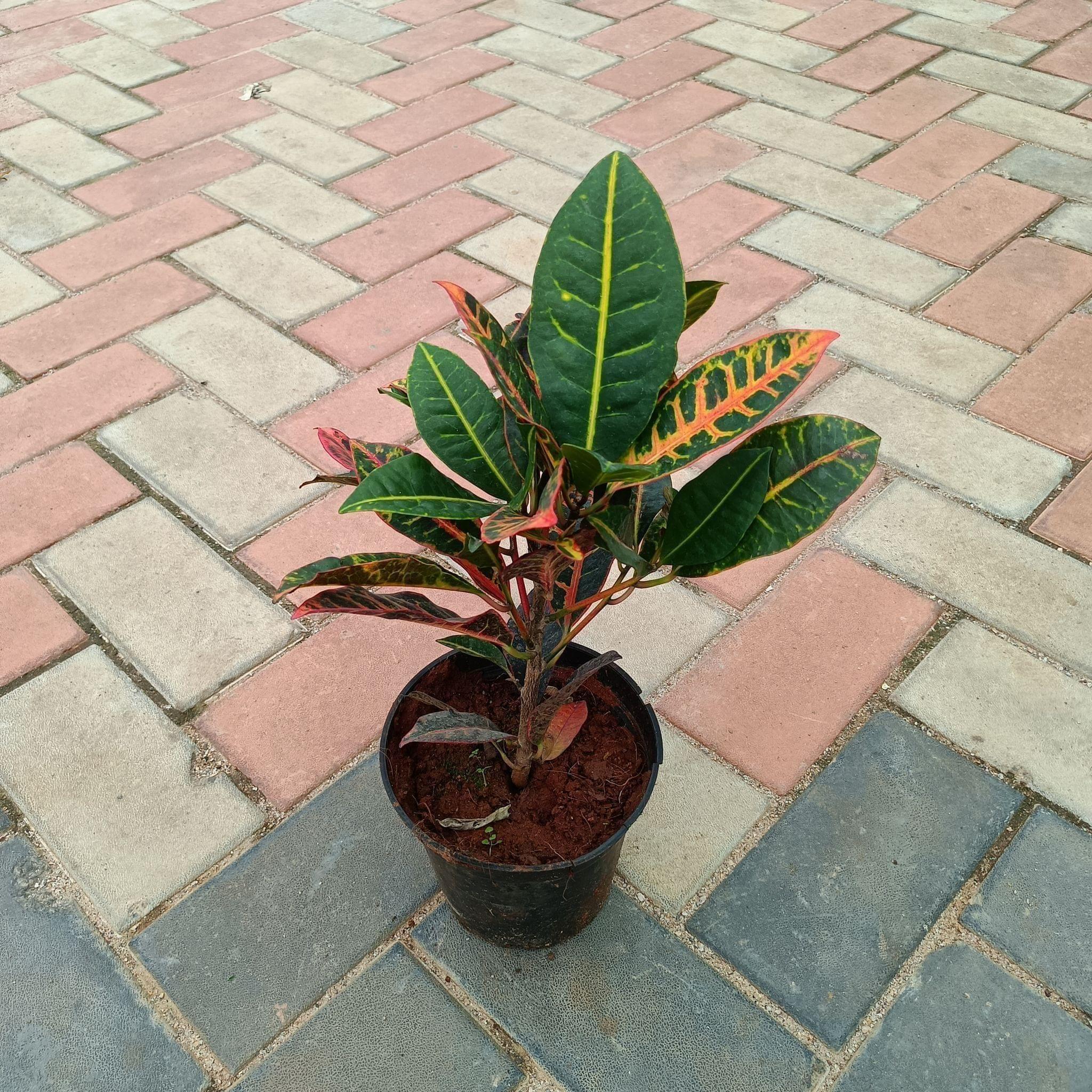 Croton Petra in 5 Inch Plastic Pot