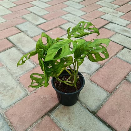 Monstera Broken Heart in 4 Inch Plastic Pot