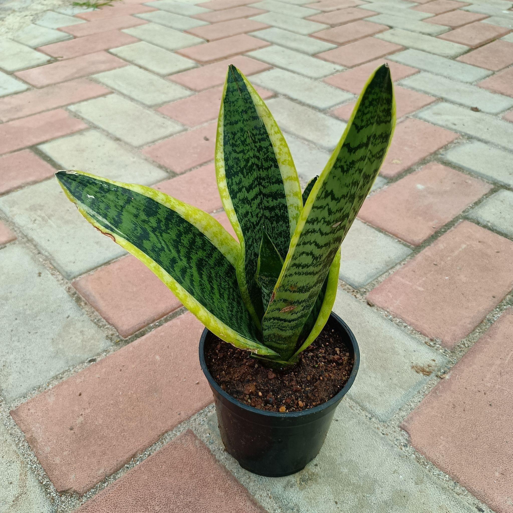 Snake Dwarf Variegated in 5 Inch Plastic Pot