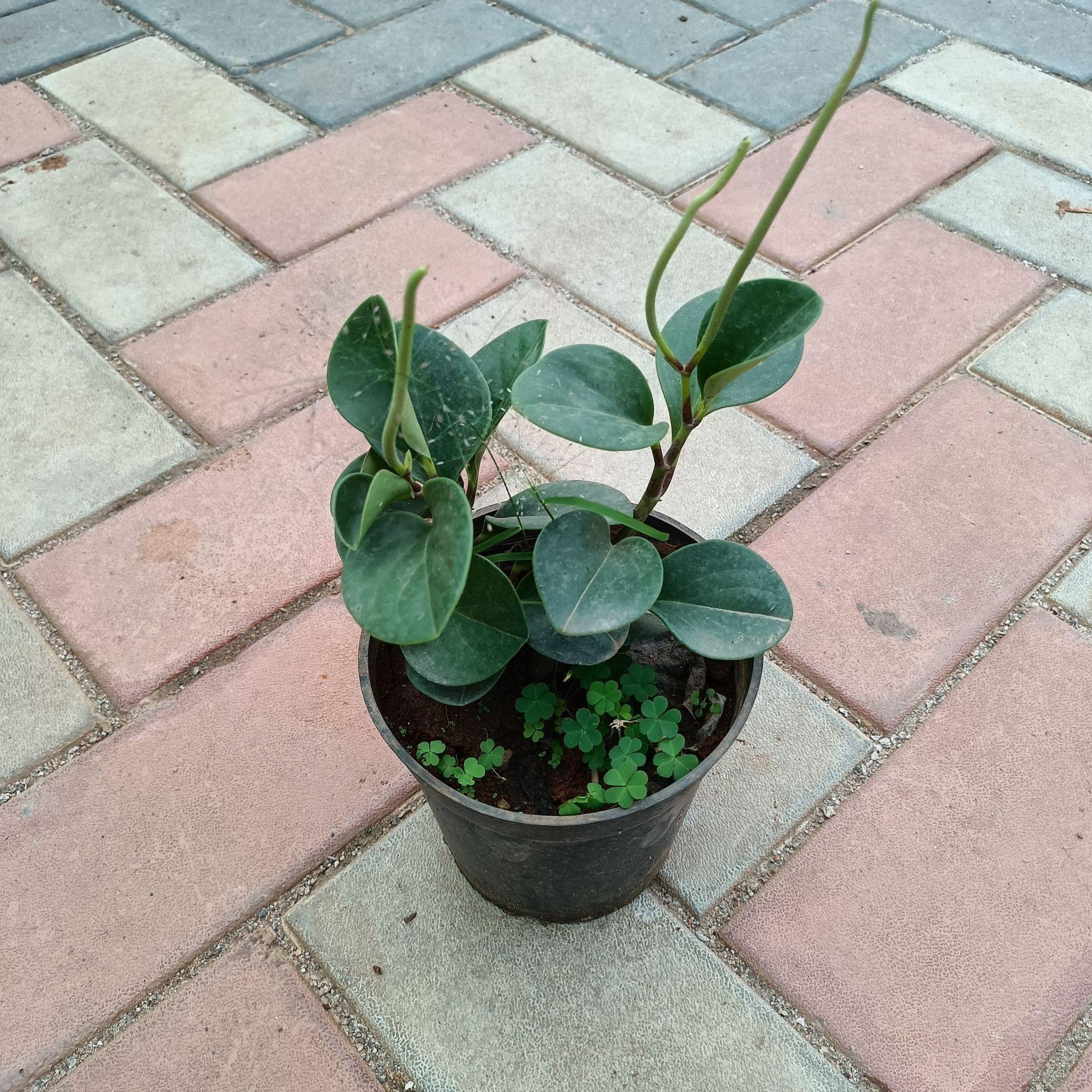 Pepromia Green in 4 Inch Plastic Pot