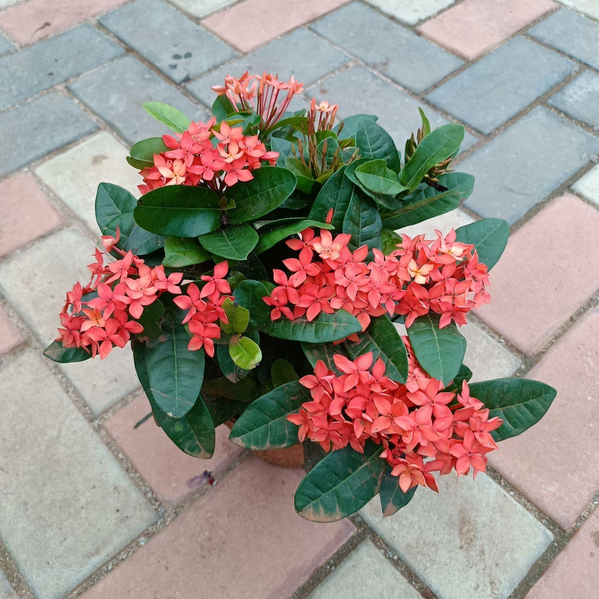 Ixora Red Dwarf in 5 Inch Plastic Pot