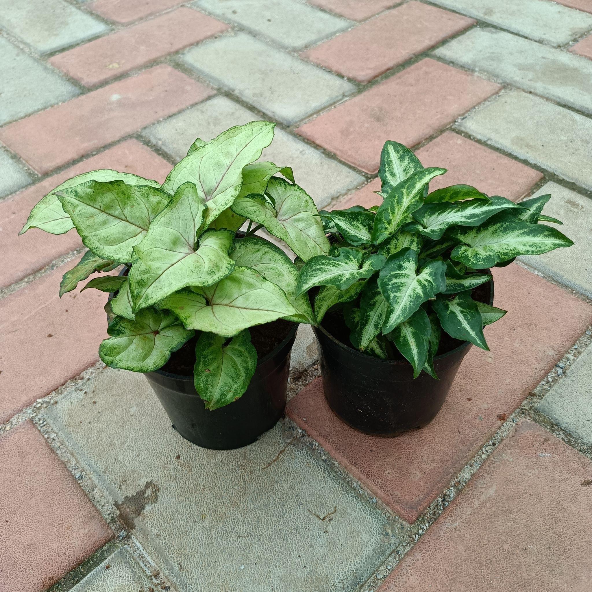 Set of 2 - (Syngonium Small & Syngonium Large Leaf) in 4 Inch Plastic Pot