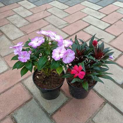 Set of 2 - Impatiens Balsamina ( Red & Purple) in 4 Inch Plastic Pot