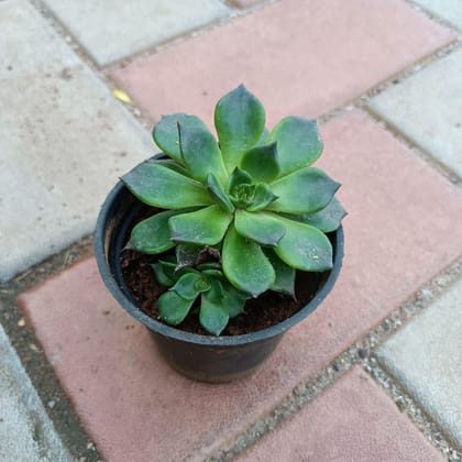 Echeveria in 3 Inch Plastic Pot