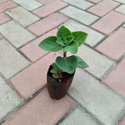 Ajwain in 4 Inch Nursery Bag