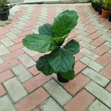 Fiddle Leaf Fig ~ 1 feet in 6 Inch Plastic Pot