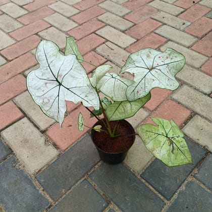 Caladium Green in 5 Inch Plastic Pot