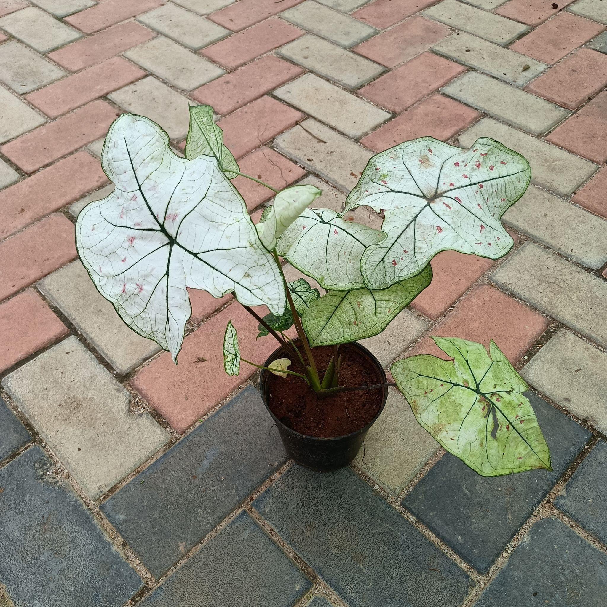 Caladium Green in 5 Inch Plastic Pot