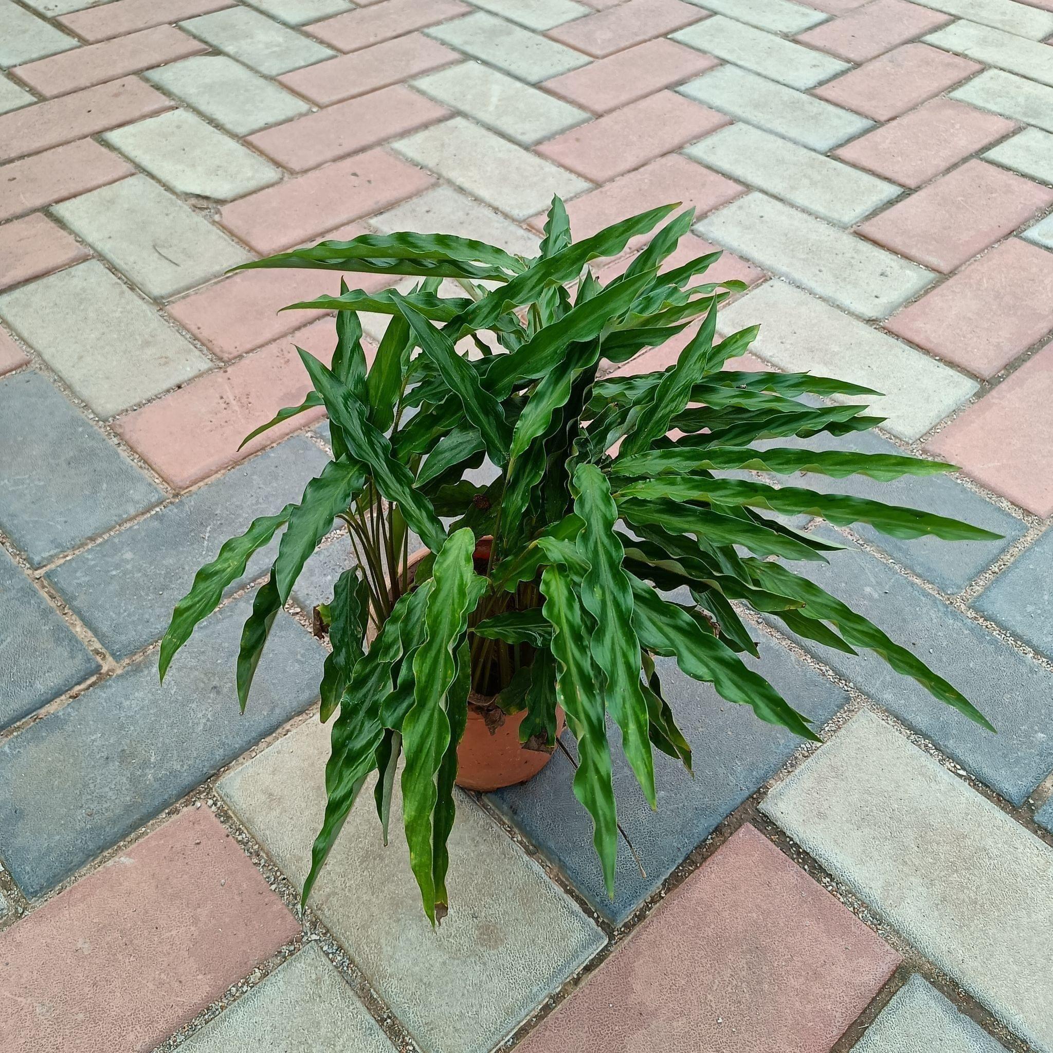 Alpinia Green (any colour) in 5 Inch Plastic Pot