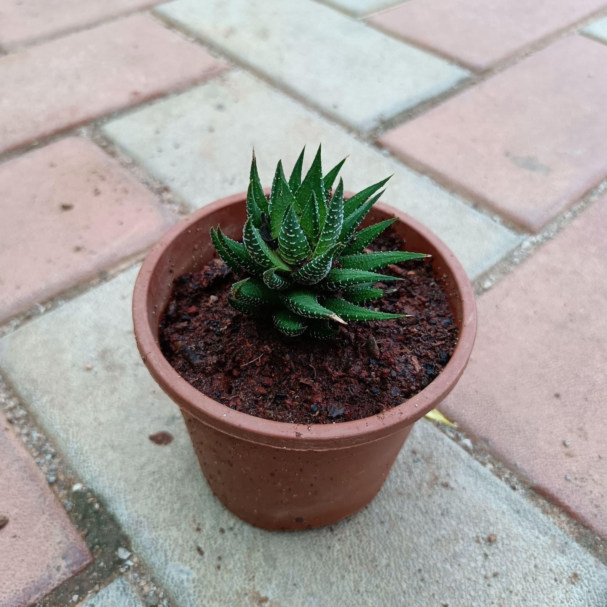 Zebra Haworthia in 4 Inch Plastic Pot