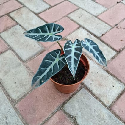 Alocasia in 4 Inch Plastic Pot