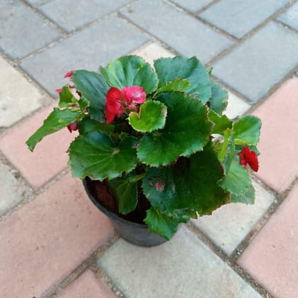 Begonia Red in 4 Inch Plastic Pot