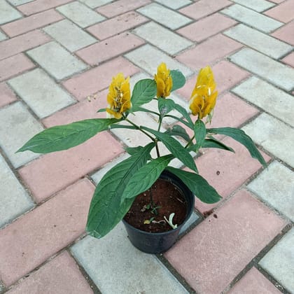 Lollypop Yellow in 4 Inch Plastic Pot