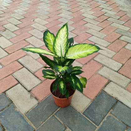 Dieffenbachia White in 6 Inch Plastic Pot