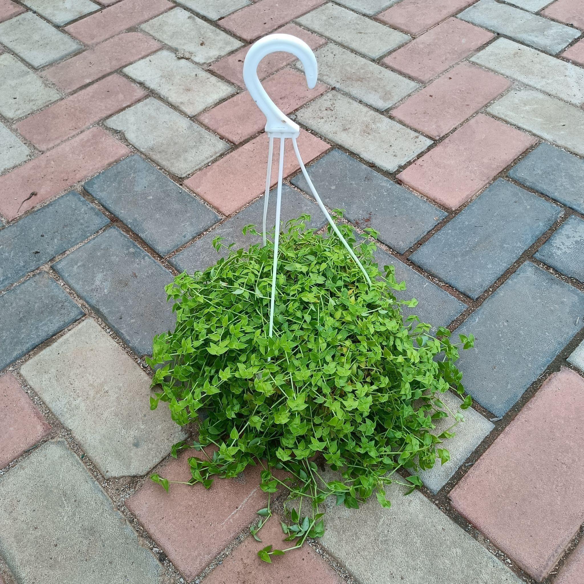 Dwarf Turtle Vine in 8 Inch Hanging Basket