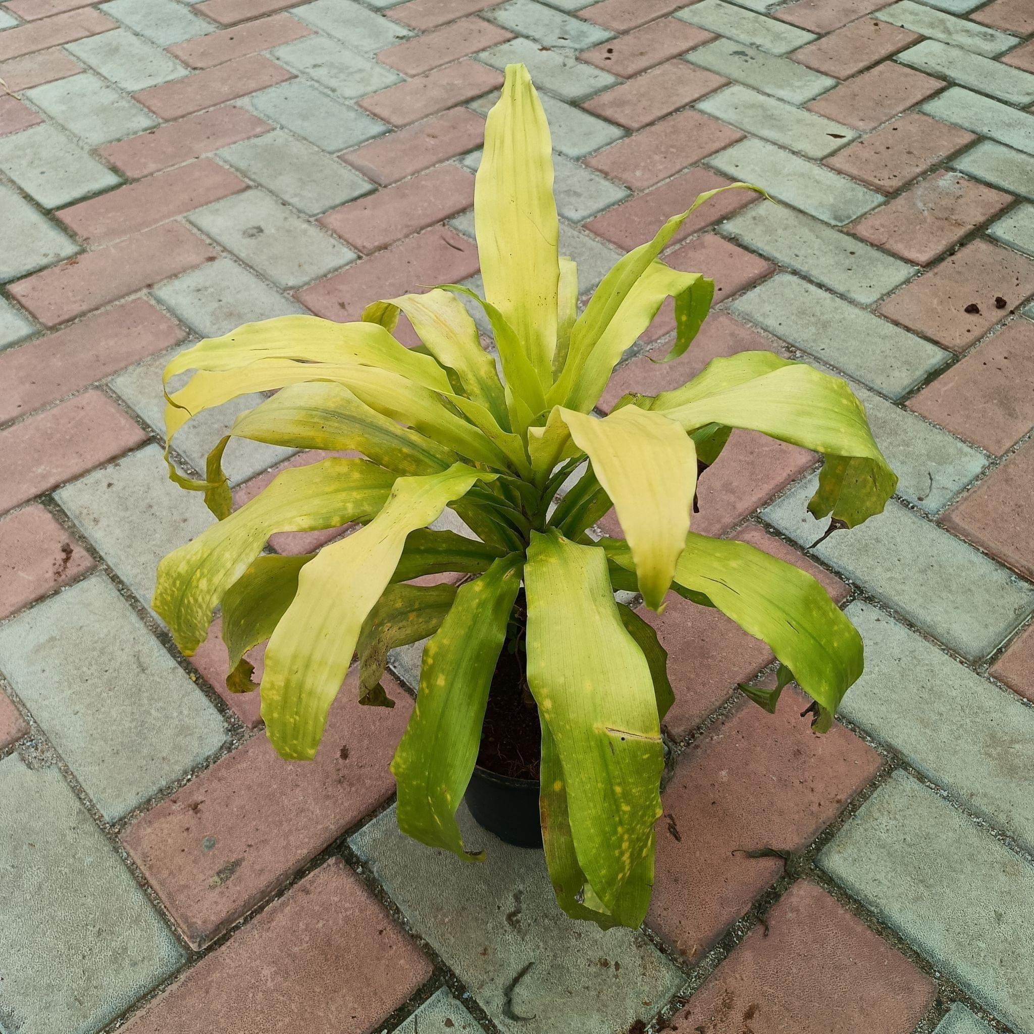 Dracaena Golden in 6 Inch Plastic Pot