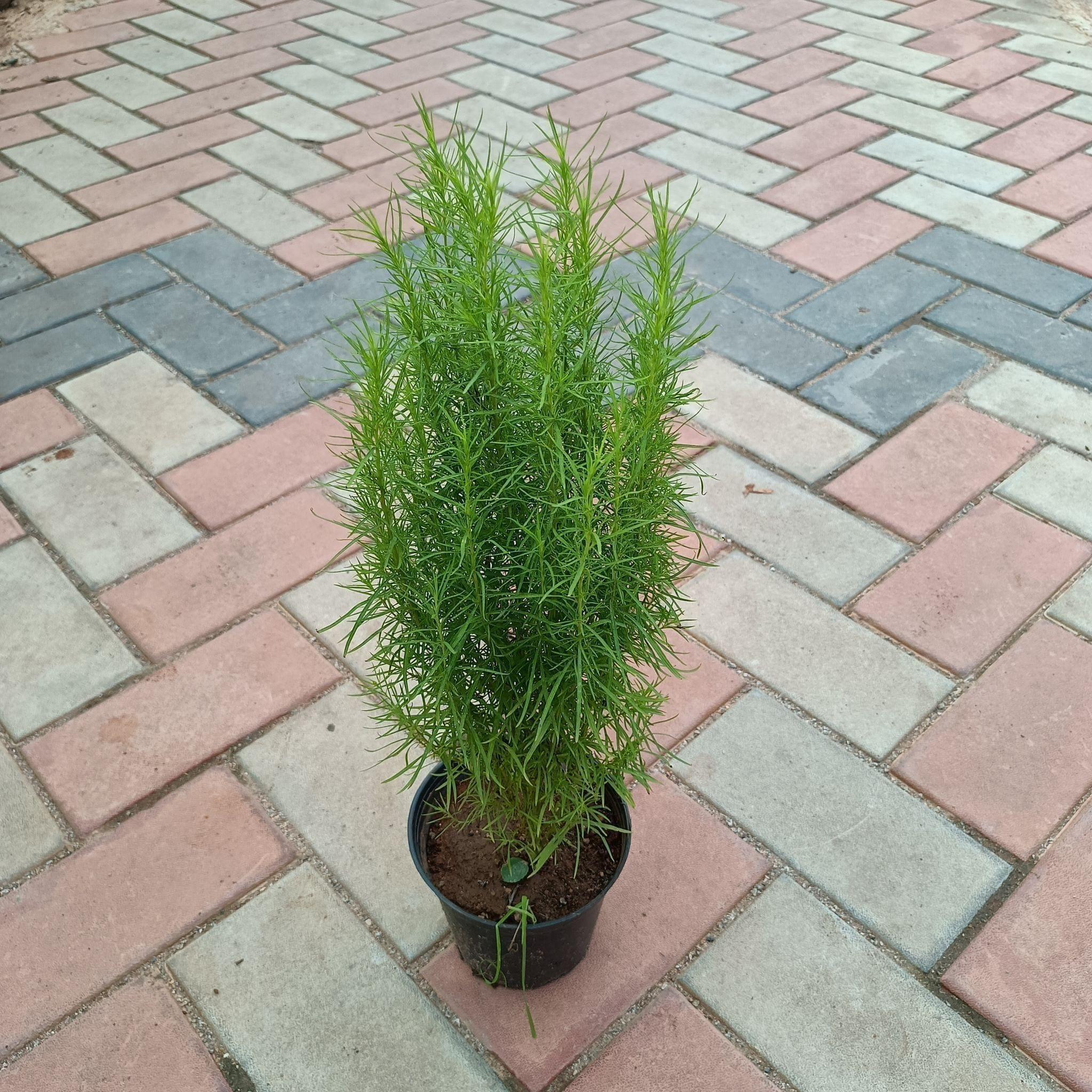 Kochia in 5 Inch Plastic Pot