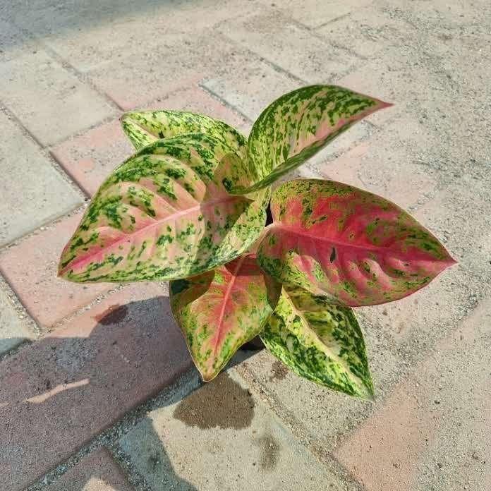 Aglaonema Anjuman in 4 Inch Plastic Pot