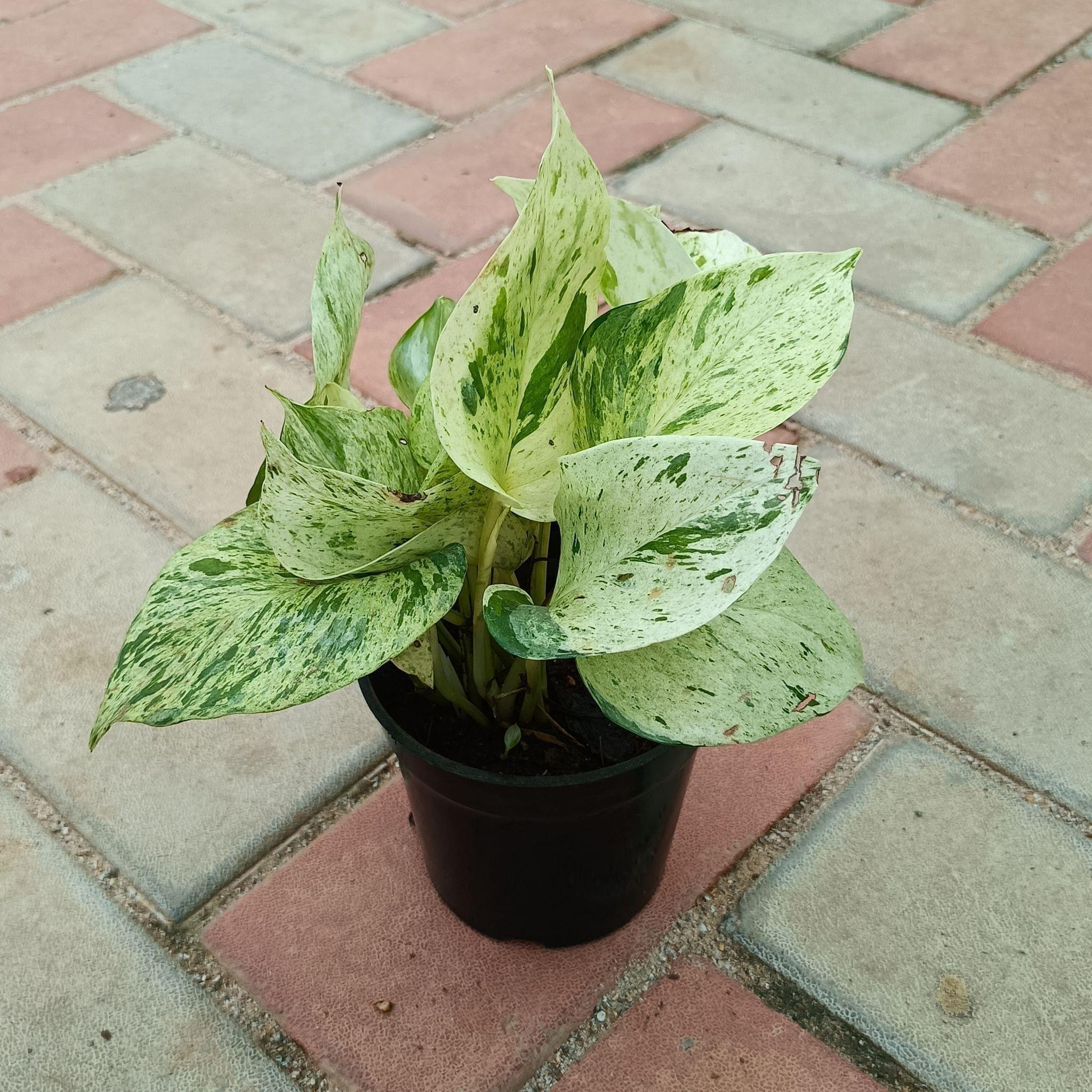 Money Plant White in 4 Inch Plastic Pot