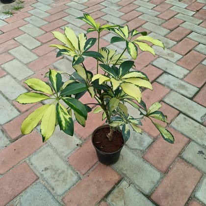 Variegated Schefflera ~ 1 ft in 4 Inch Plastic Pot