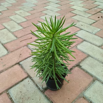 Succulent Pine in 4 Inch Plastic Pot