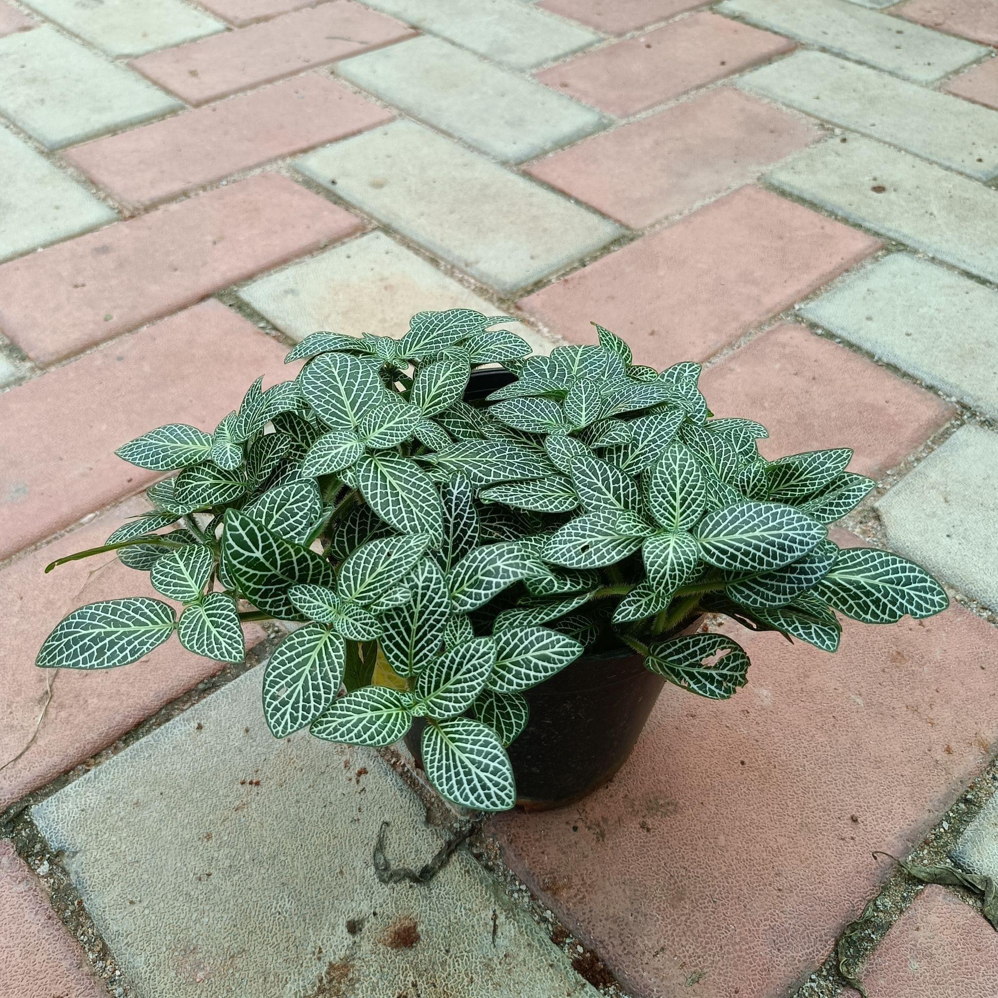 Fittonia in 5 Inch Plastic Pot