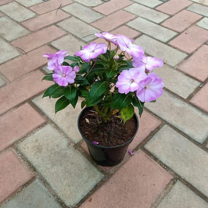 Impatiens Balsamina Purple in 4 Inch Plastic Pot