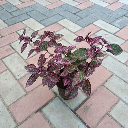 Polka dot red 4 Inch Plastic Pot