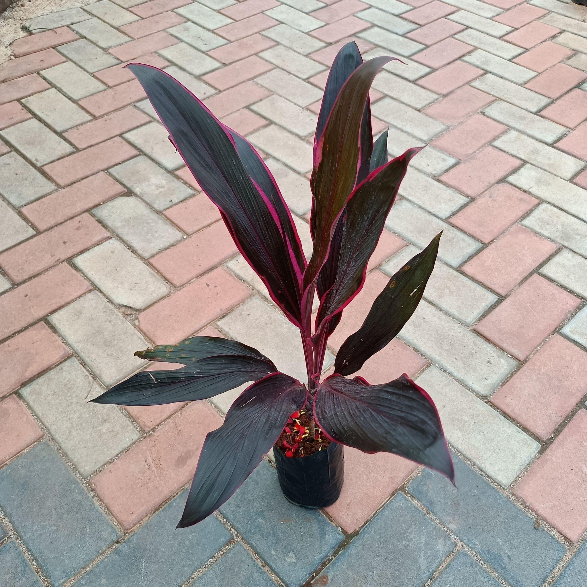 Dracaena Kedarnath in 4 Inch Plastic Pot