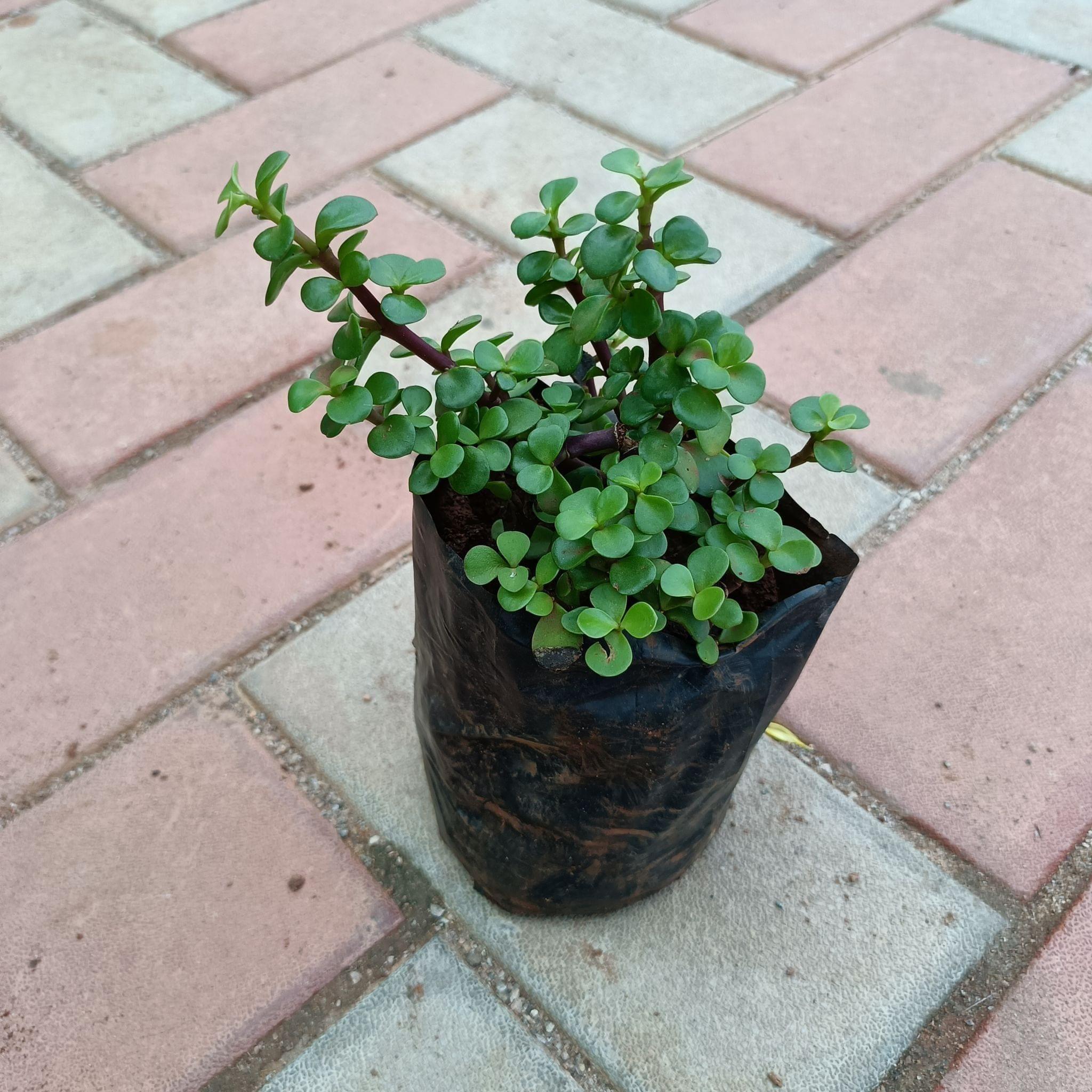 Jade in 4 Inch Nursery Bag