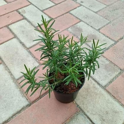 Rosemary in 4 Inch Plastic Pot