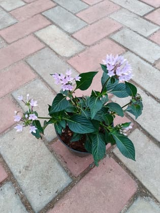 Pentas Purple in 4 Inch Plastic Pot