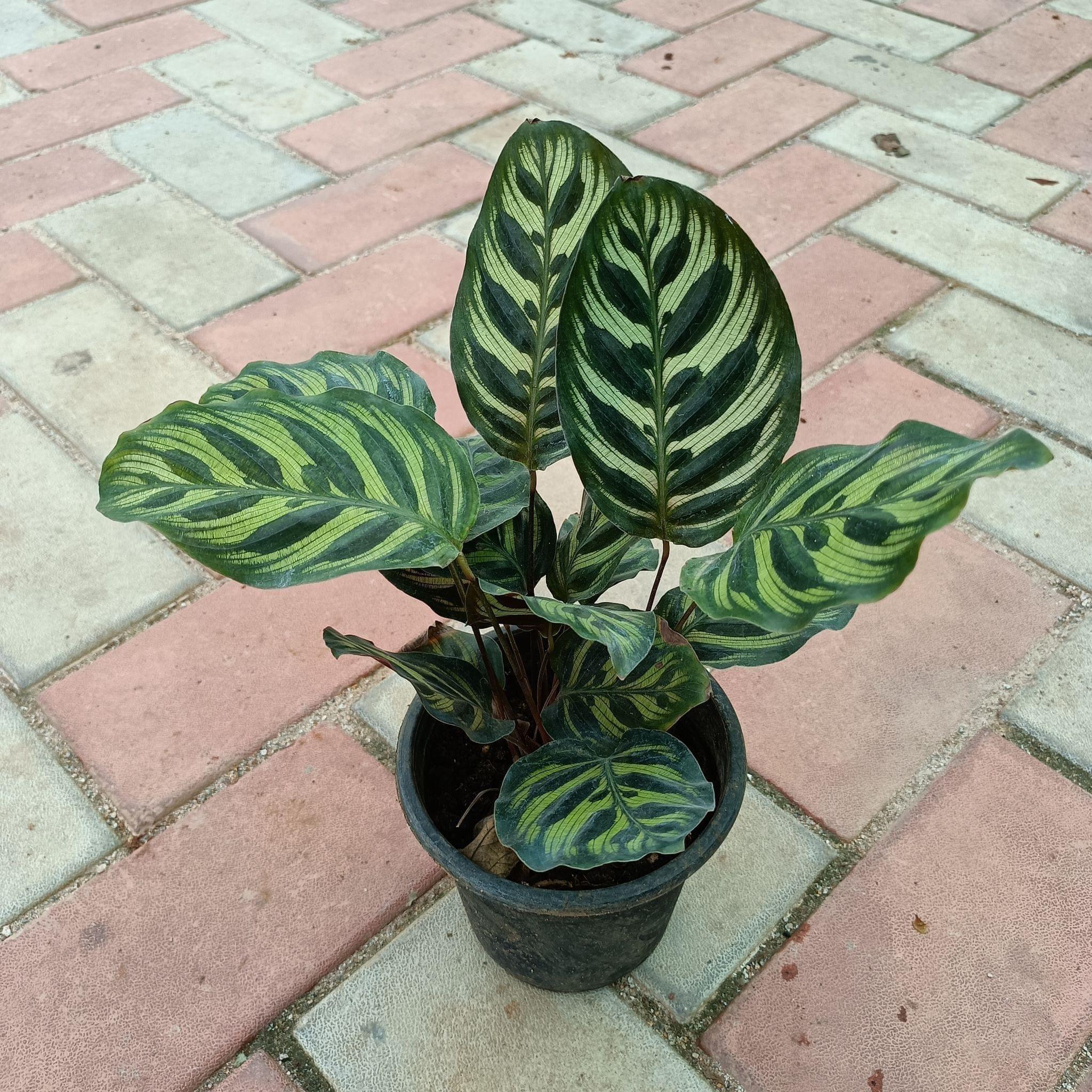 Exotic Calathea  Peacock in 4 Inch Plastic Pot