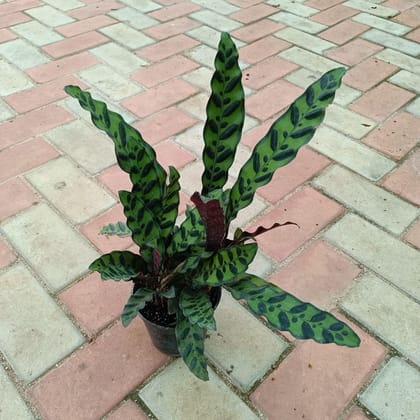 Exotic Calathea  Rattle Snake in 4 Inch Plastic Pot