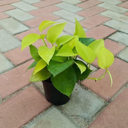 Money Plant Golden in 4 Inch Plastic Pot