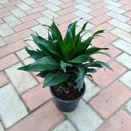 Dracaena Compacta in 6 Inch Plastic Pot