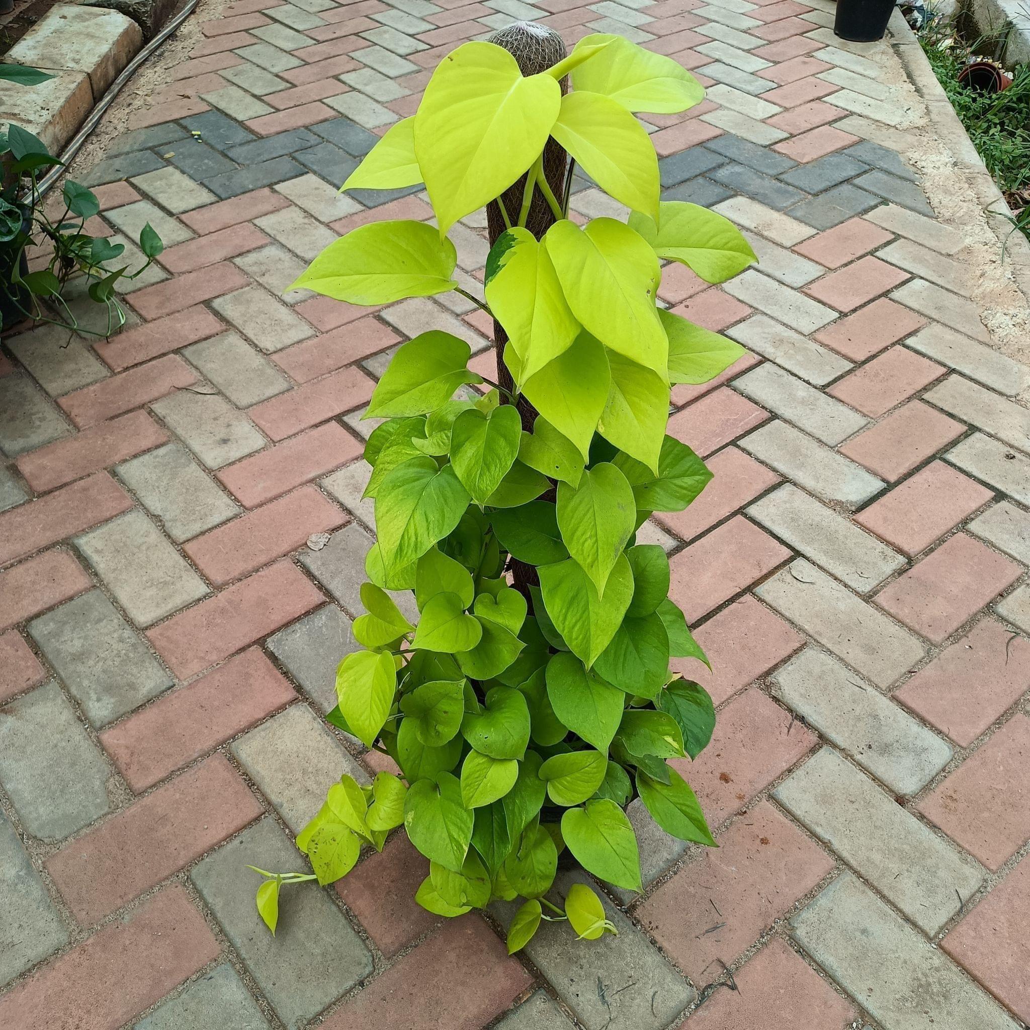 Money Plant Golden with 3 ft Moss Stick in 10 Inch Plastic Pot