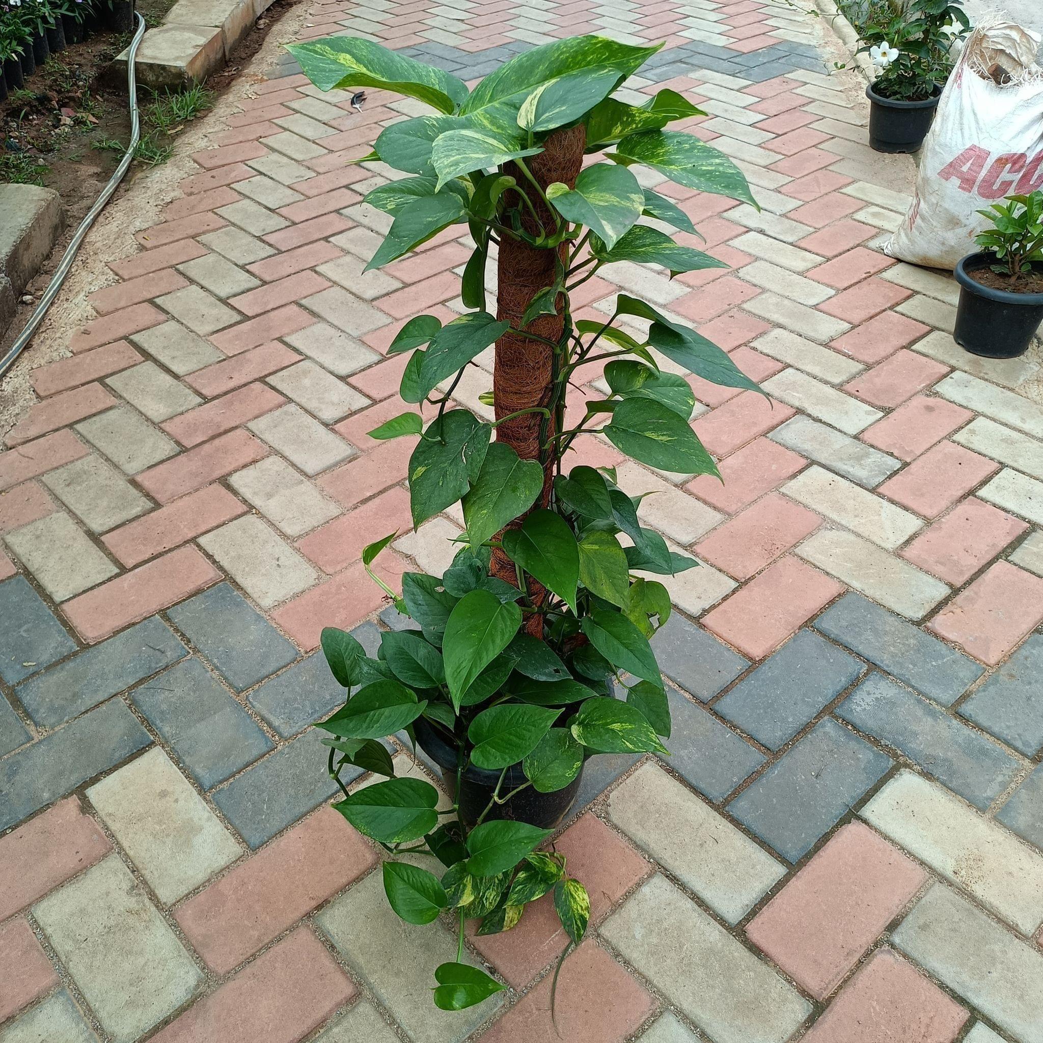 Money Plant Green with 3 ft Moss Stick in 10 Inch Plastic Pot