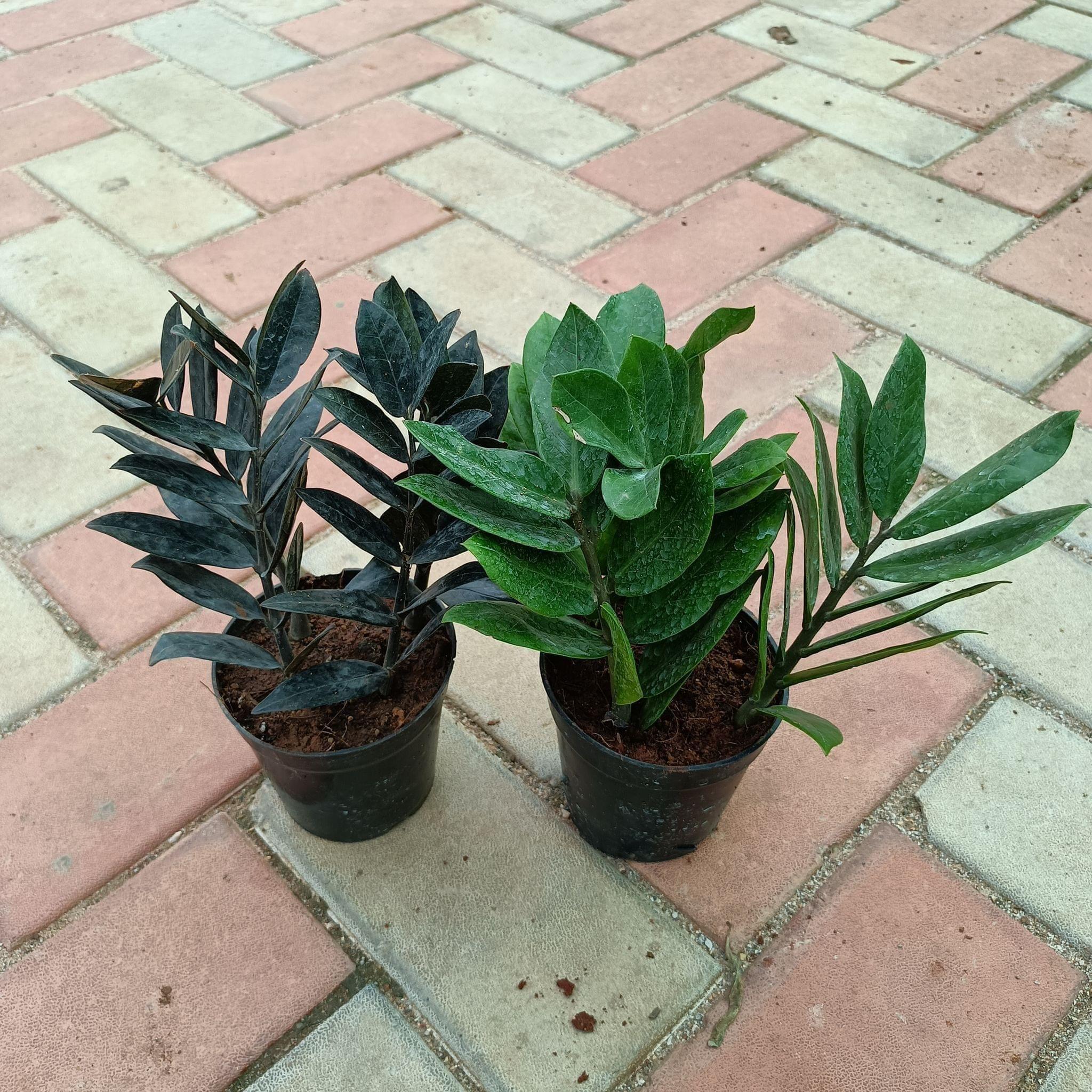 ZZ Combo - Green & Black ZZ in 4 Inch Plastic Pot