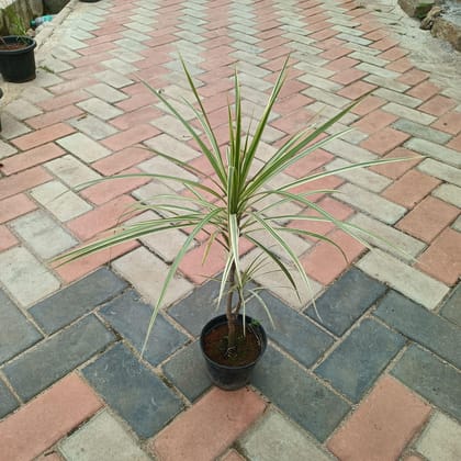 Dracaena White in 4 Inch Plastic Pot