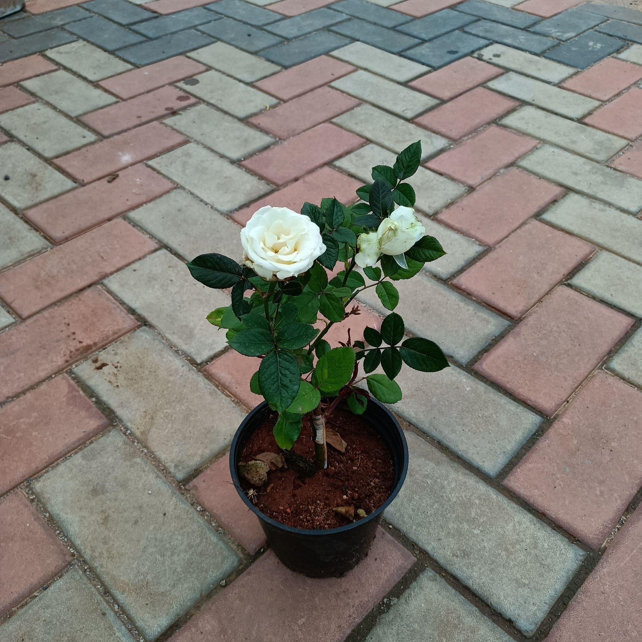 Rose White in 6 Inch Plastic Pot