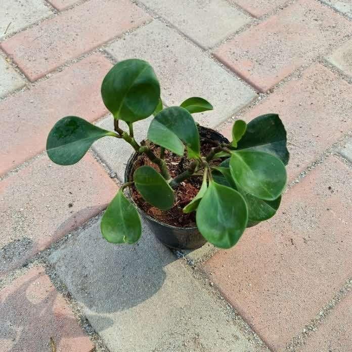 Peperomia Green in 4 Inch Plastic Pot